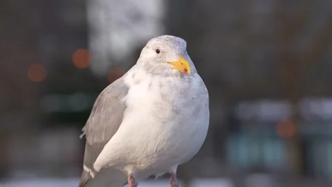 Gull Facing Camera in City Light Stock Footage 305956888