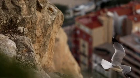 The gull flies off the cliff Stock-Footage 75217020