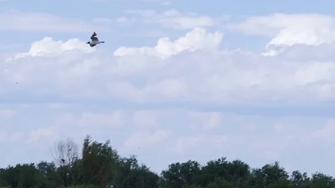 A gull flies high in the sky. Stock Footage 77682372