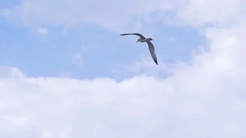 A gull flies high in the sky. Stock Footage 77682922