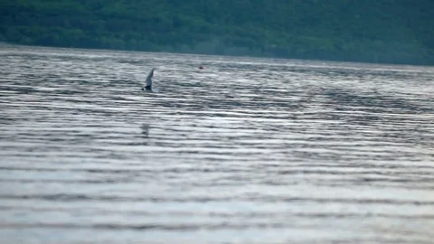 Gull flies over the water in the evening Stock Footage