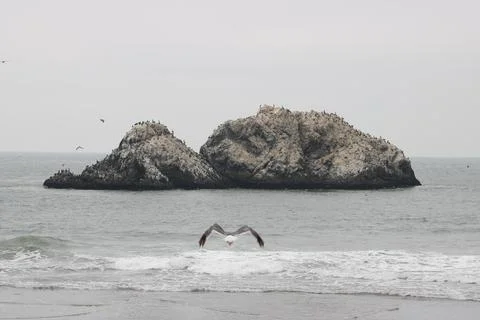 As the Gull Flies Stock Photos