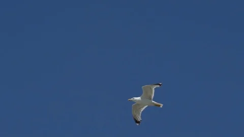 Gull flies in the sky. Stock Footage 78207500