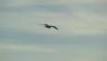 Gull in flight Video HD