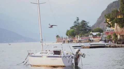 Gull in the flight with the lake Como and yacht on the background. Italy Stock Footage 56377650