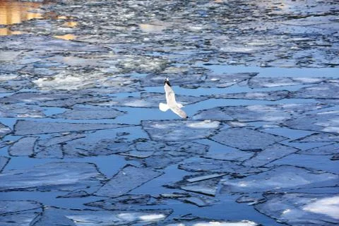 Gull in flight over the beautiful spring river Stock Photos