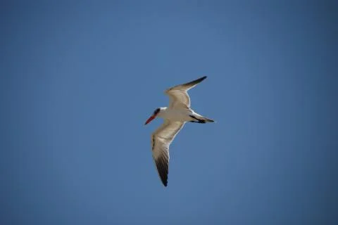Gull in flight over Stock Photos