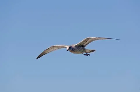 Gull in flight Stock Photos