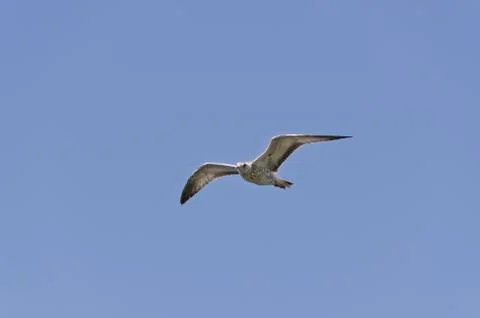 Gull in flight Stock Photos