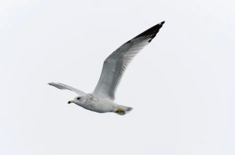 Gull in flight Stock Photos