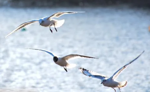 Gull in flight Stock Photos