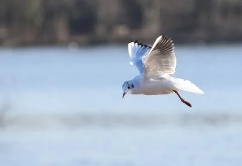 Gull in flight Stock Photos