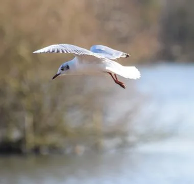 Gull in flight Stock Photos