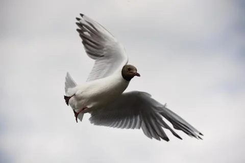 Gull in flight Stock Photos