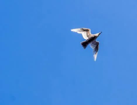 A gull in flight Stock Photos