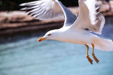 Gull in flight on the waves of the sea Stock Photos