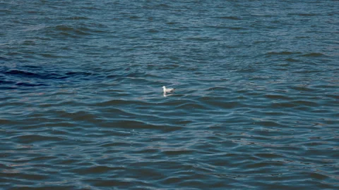 A gull floating on the East River Stock Footage 304469250