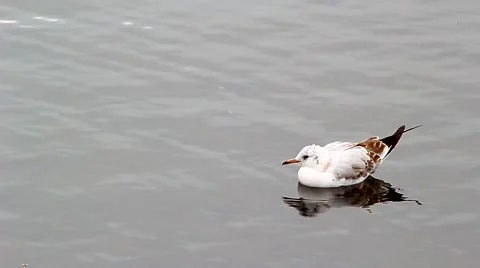 Gull floats on a lake Video stock 68619002