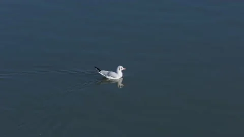 Gull floats on the river. Stock Footage 168799060