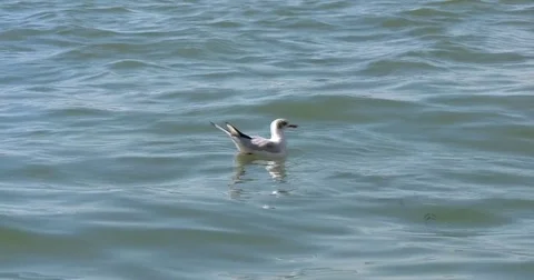 Gull floats in the water Stock Footage 78991025