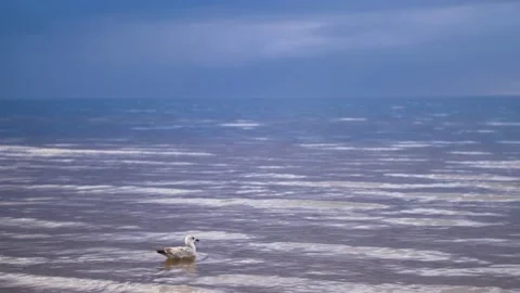 Gull fly and sits on the surface of the sea water. seagull is resting in the sea Stock Footage 239167489