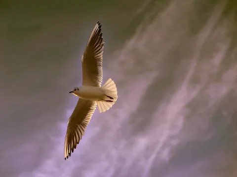 Gull in fly on a cloudy background Stock Photos
