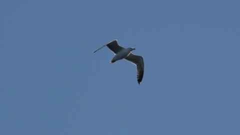 Gull Flying Across Blue Sky Tracked by Camera in Nuuk Greenland Stock Footage 345536203