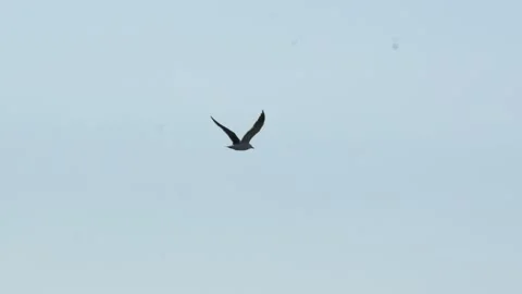 Gull Flying Across Open Sky Tracked by Camera in Nuuk Greenland Stock Footage 345526706
