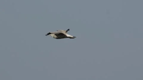 Gull Flying Across Sky Tracked by Camera in Nuuk Greenland Stock Footage 345533679