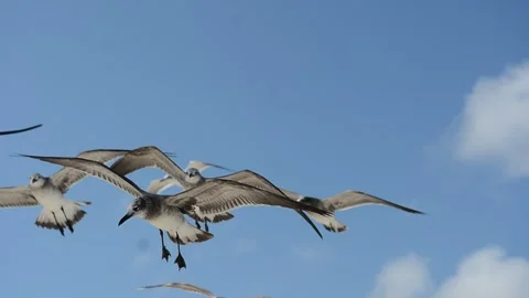 Gull flying with a blue sky background Stock-Footage 241550452