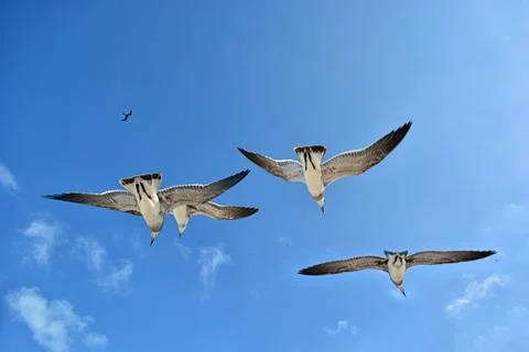 Gull flying with a blue sky background Stock Photos