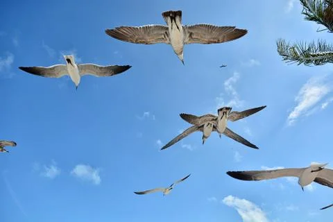 Gull flying with a blue sky background Stock Photos