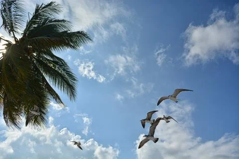 Gull flying with a blue sky background Stock Photos