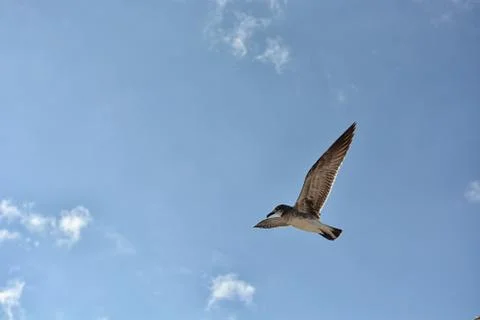 Gull flying with a blue sky background Stock Photos