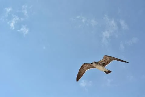 Gull flying with a blue sky background Stock Photos