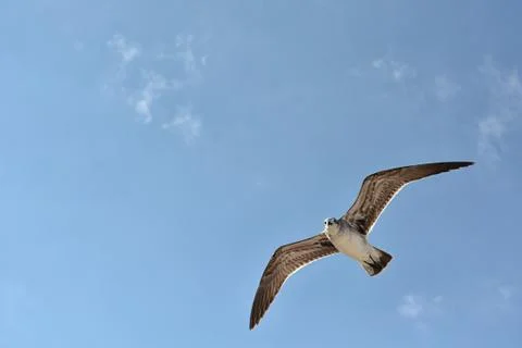 Gull flying with a blue sky background Stock Photos