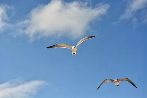 Gull flying with a blue sky background Stock Photos
