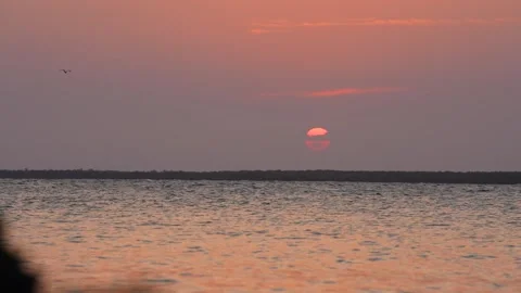 Gull Flying During Sunset Stock Footage 305956974