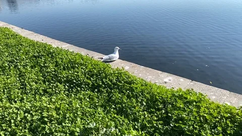 Gull flying Stock Footage 124794715