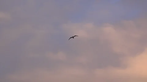 Gull flying high in the sky 4k Stock-Footage 101505275