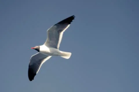 Gull flying low Foto stock