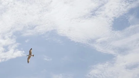Gull flying over the cliff with a cloudy sky background Stock-Footage 91149851