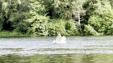 Gull flying over the lake Stock Footage 317628759