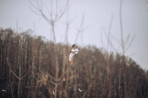 A gull flying over river, grey and beige forest on background, spring nature Stockfoto's