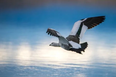 A gull is flying over the surface of the lake. Shevelev. Stock Photos