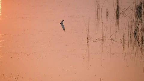Gull flying over wetland at sunset in gujarat india 01 Stock Footage 337643297