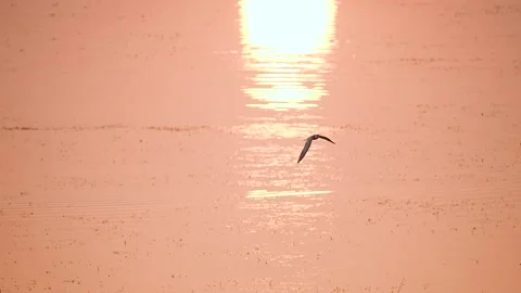 Gull flying over wetland at sunset in gujarat india 02 Stock Footage 337643305