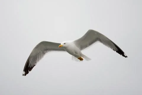 Gull flying Stock Photos