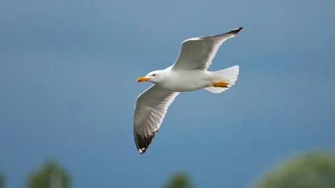 Gull flying 库存照片