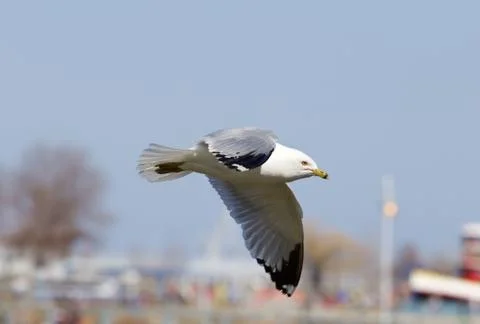 The gull is flying Stock Photos